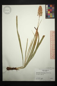 Amianthium muscitoxicum image