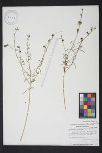 Agalinis purpurea image