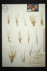 Isolepis carinata image