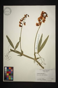 Lathyrus latifolius image