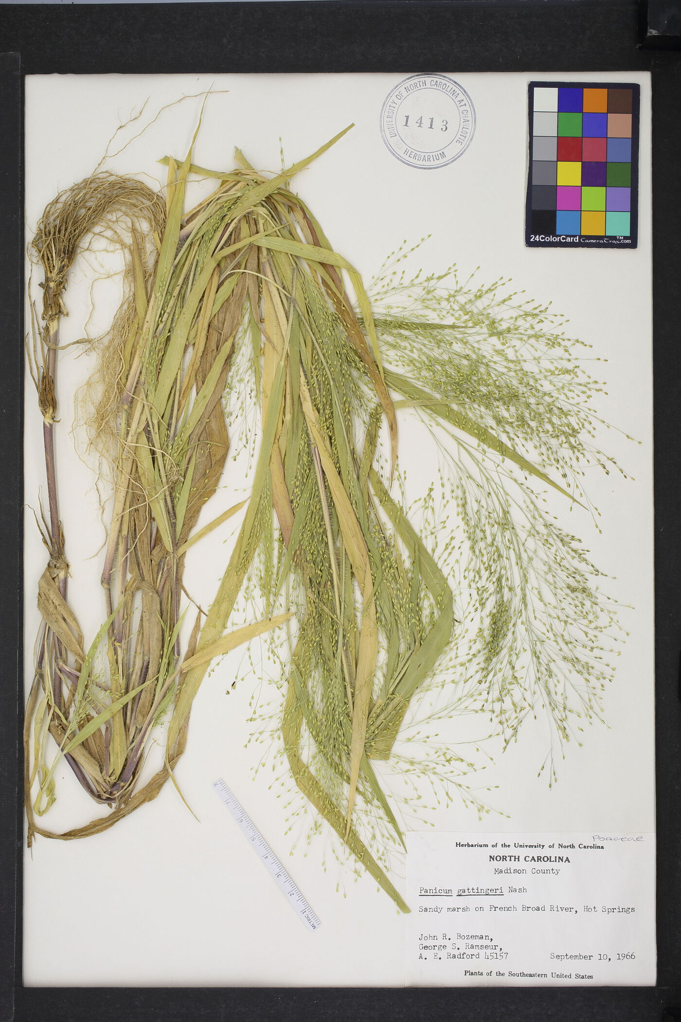 Panicum philadelphicum subsp. gattingeri image