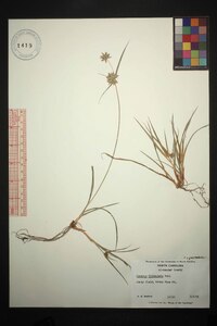 Cyperus filiculmis image