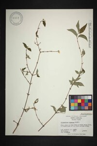 Philadelphus hirsutus image