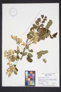 Robinia hispida var. kelseyi image