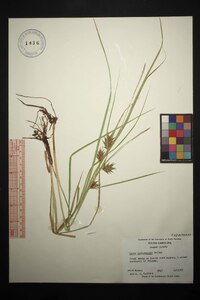 Carex louisianica image