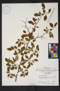 Styrax americanus var. pulverulentus image