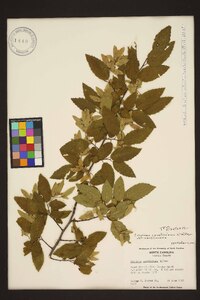 Carpinus caroliniana var. caroliniana image