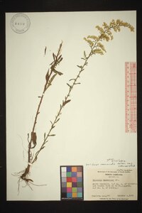 Solidago nemoralis var. nemoralis image