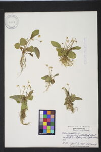 Viola primulifolia image