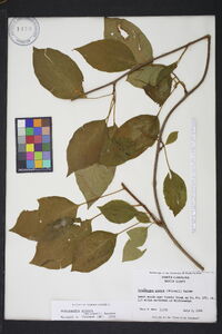 Schisandra glabra image