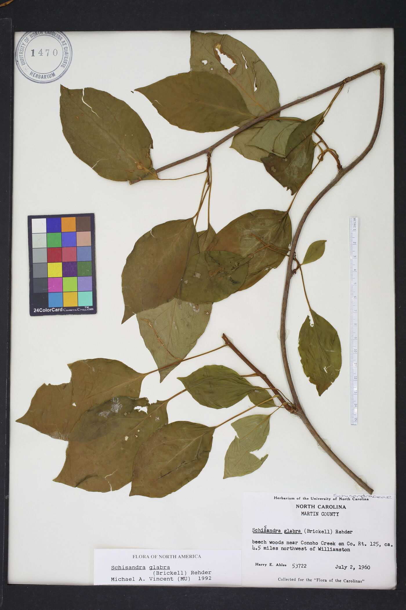 Schisandra glabra image