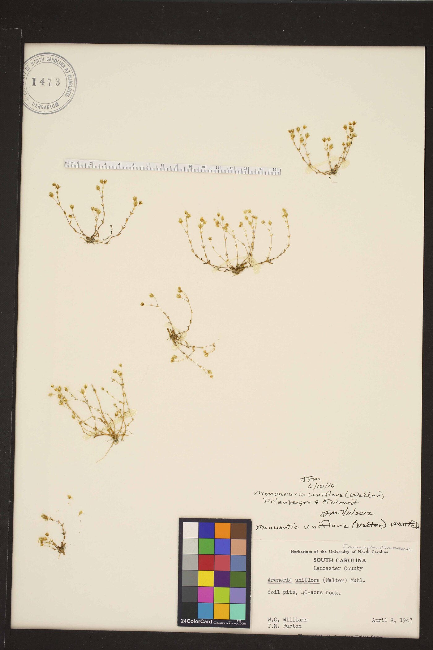Geocarpon uniflorum image