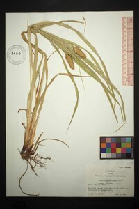 Carex typhina image