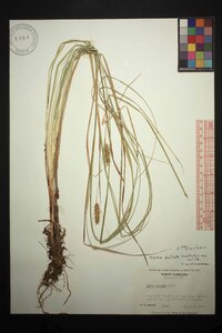 Carex bullata image