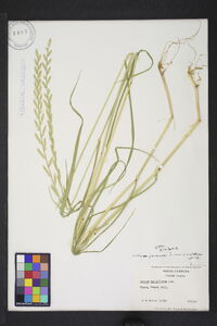 Lolium perenne subsp. multiflorum image