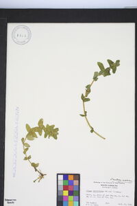 Bacopa caroliniana image