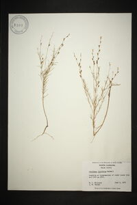 Oenothera linifolia image