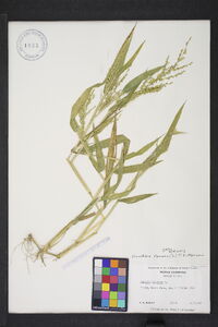 Urochloa ramosa image