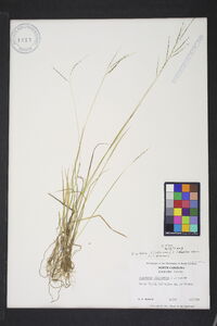 Digitaria filiformis image