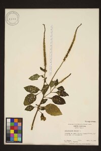 Heliotropium indicum image