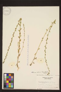 Triodanis perfoliata var. biflora image