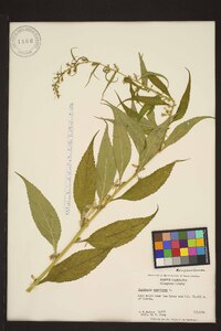 Campanulastrum americanum image