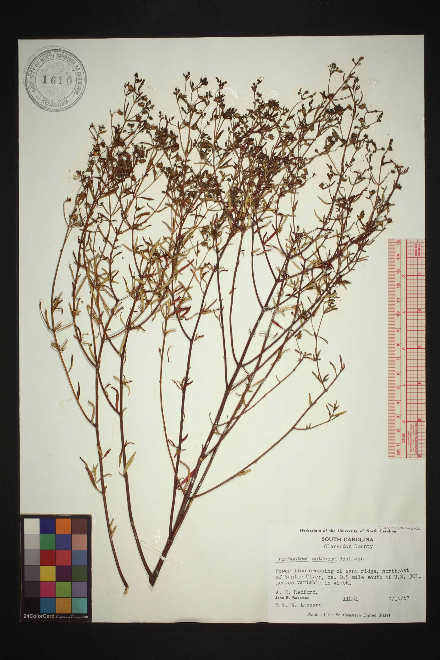 Trichostema setaceum image