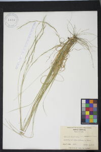 Aristida purpurascens image