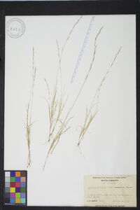 Aristida dichotoma image