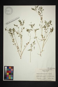 Phacelia ranunculacea image