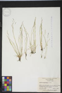 Agrostis elliottiana image