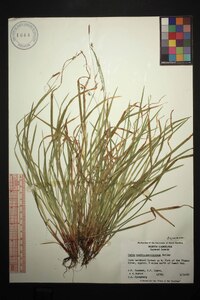 Carex austrocaroliniana image