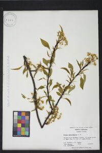 Prunus pensylvanica image