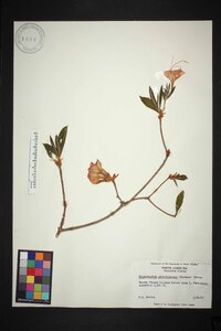 Rhododendron calendulaceum image