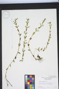 Gratiola aurea image