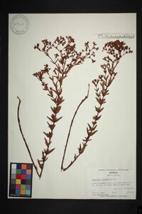 Hypericum cistifolium image