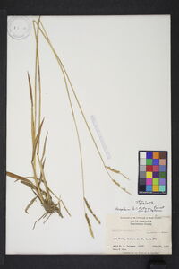 Paspalum dilatatum var. dilatatum image