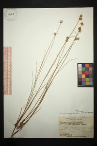 Juncus scirpoides var. scirpoides image