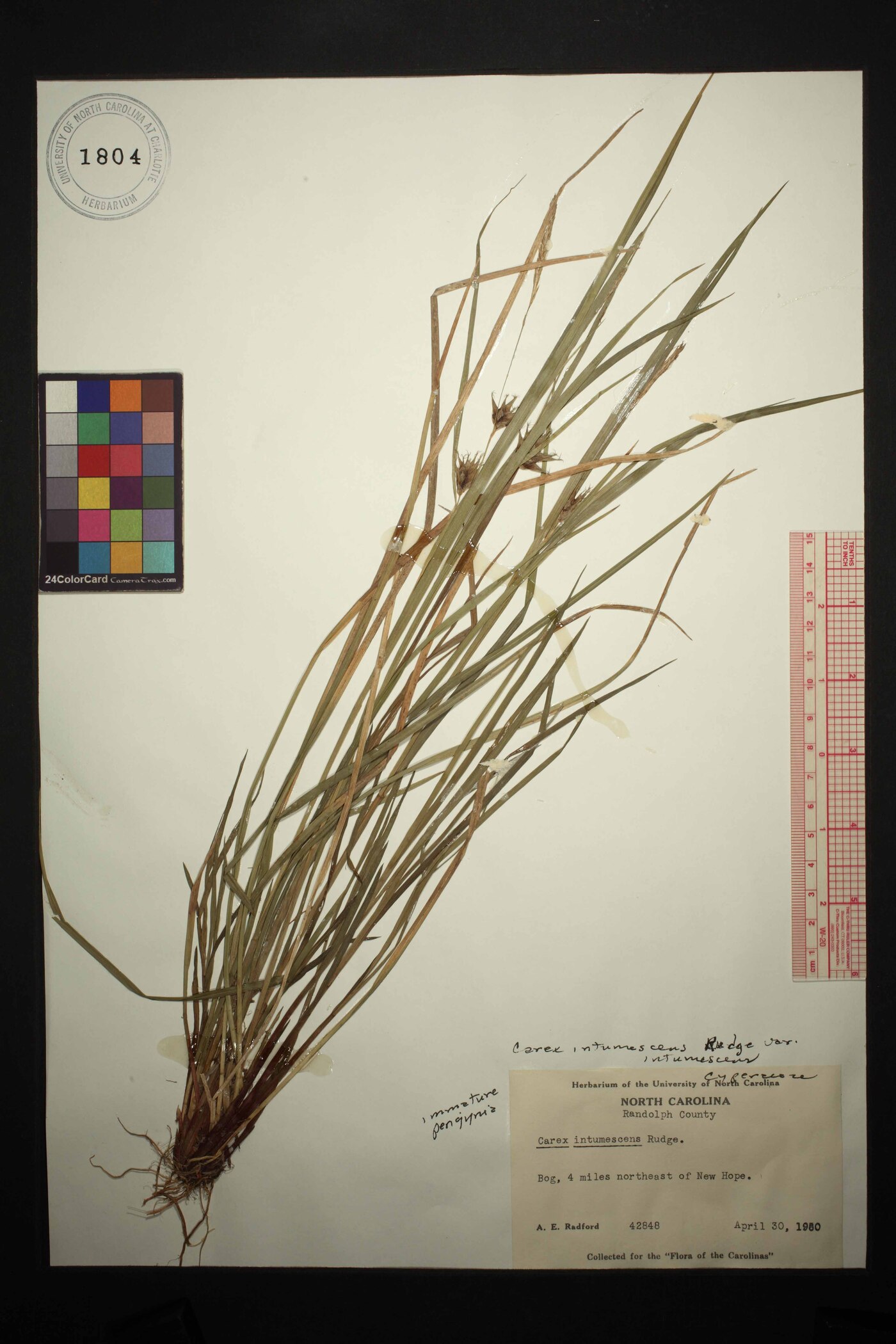 Carex intumescens var. intumescens image