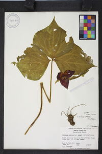 Trillium vaseyi image