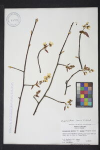 Amelanchier laevis image