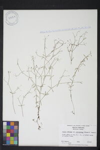 Galium obtusum var. filifolium image