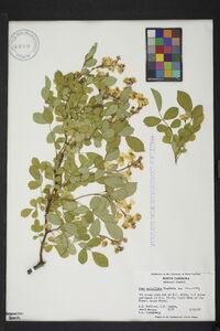 Rosa multiflora image