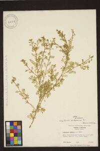 Lepidium didymum image