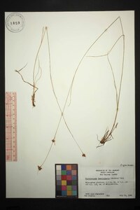 Rhynchospora fascicularis image