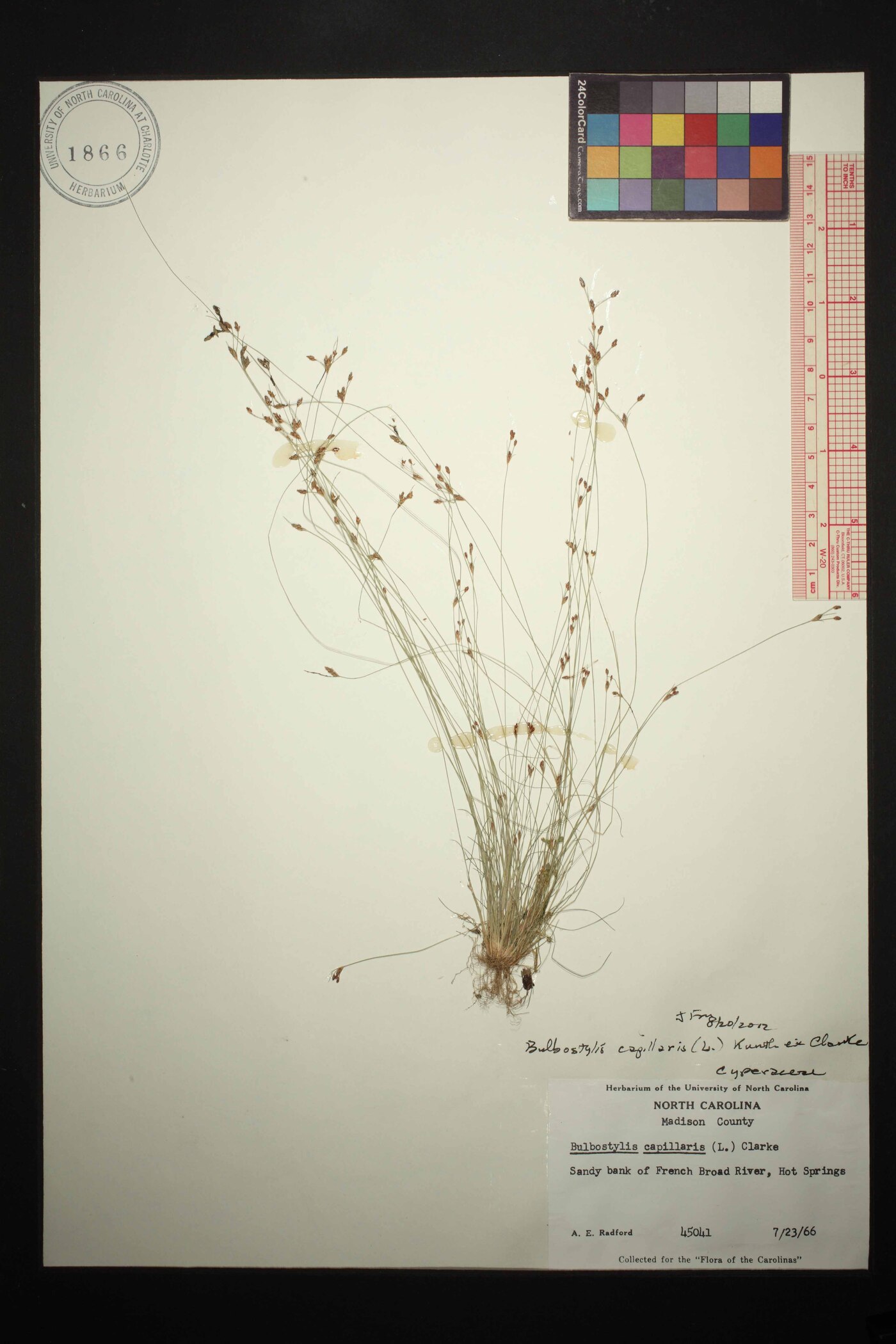 Bulbostylis capillaris subsp. capillaris image