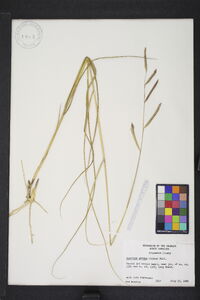 Spartina patens image