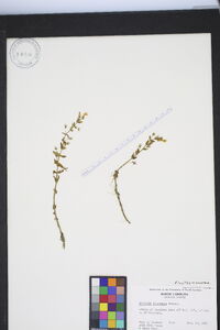 Gratiola viscidula image