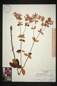 Eriogonum tomentosum image