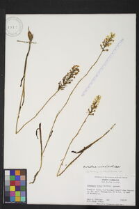 Platanthera nivea image